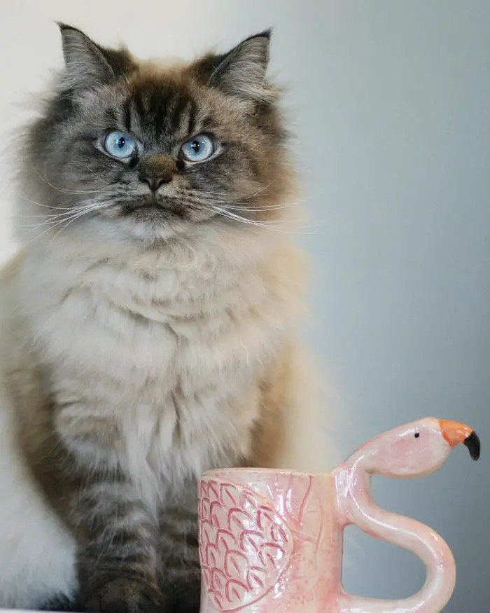 Okay, hooman, you're getting on my very last nerve.