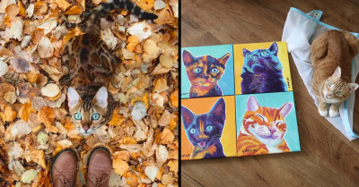 15 Cat Posts From The Internet That Are Way Too Adorable To Resist