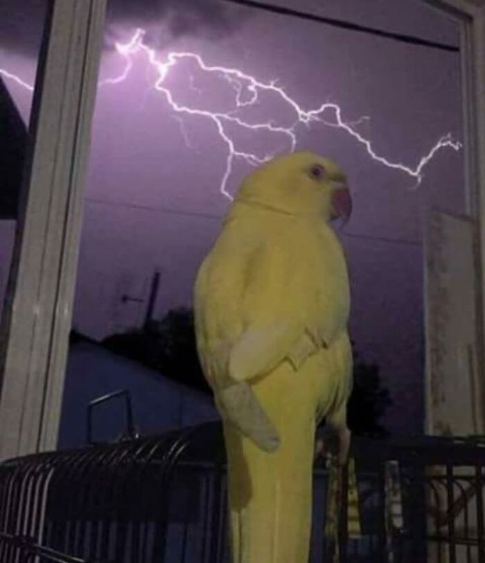 46. Urbosa's Fury is now ready!