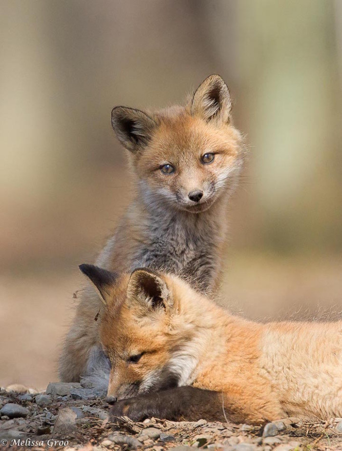 The kits leave the den after the first five weeks or so of life