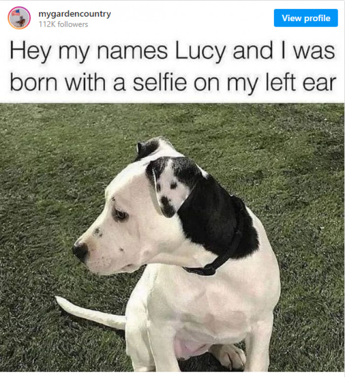 18. Ever seen a dog in a dog?