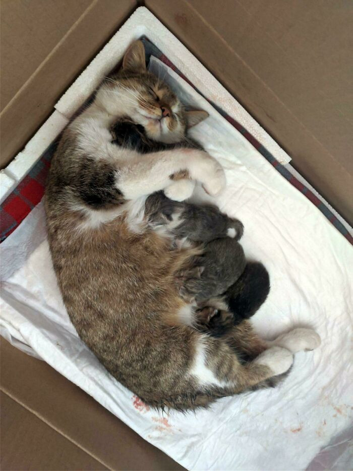 46. Today Our Cat Gave Birth To 4 Kittens, And Her Blissful, Exhausted Face While Hugging Her Baby Is One Of The Most Beautiful Things I've Seen.