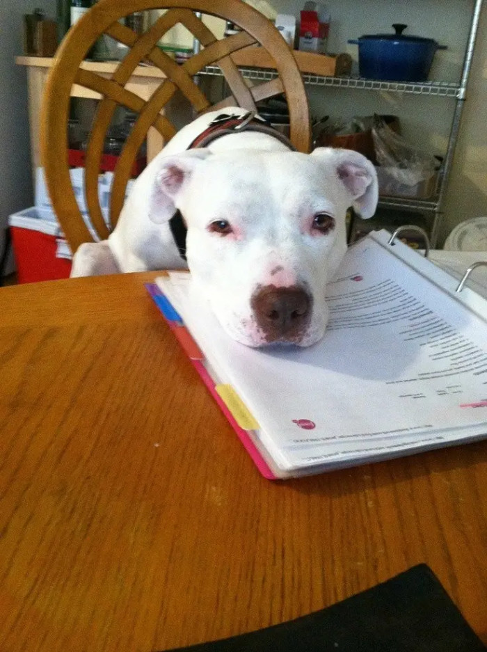 17. Pitties are excellent scapegoats for the "Dog ate my homework" excuse, and this fella is no exception.