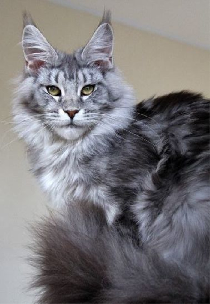 Is gray an official Maine Coon color?
