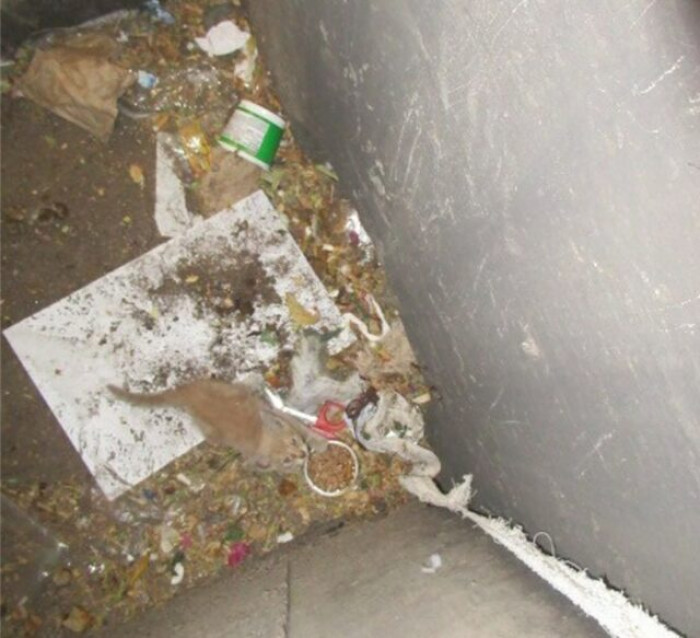 Arizona Humane Society was alerted that there was a kitten trapped in a drain. Their technicians, accompanied by the Phoenix Fire Department, rushed to the scene.