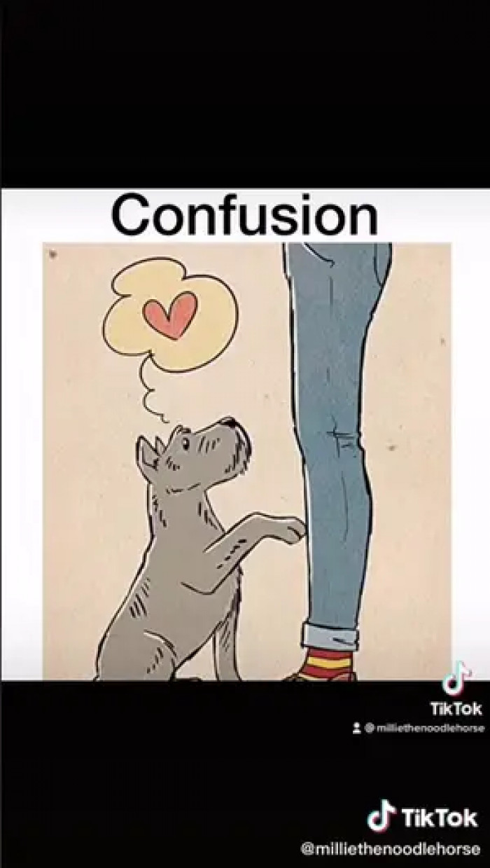 Dogs can be blindly loyal to the point that they think their human can do no wrong...