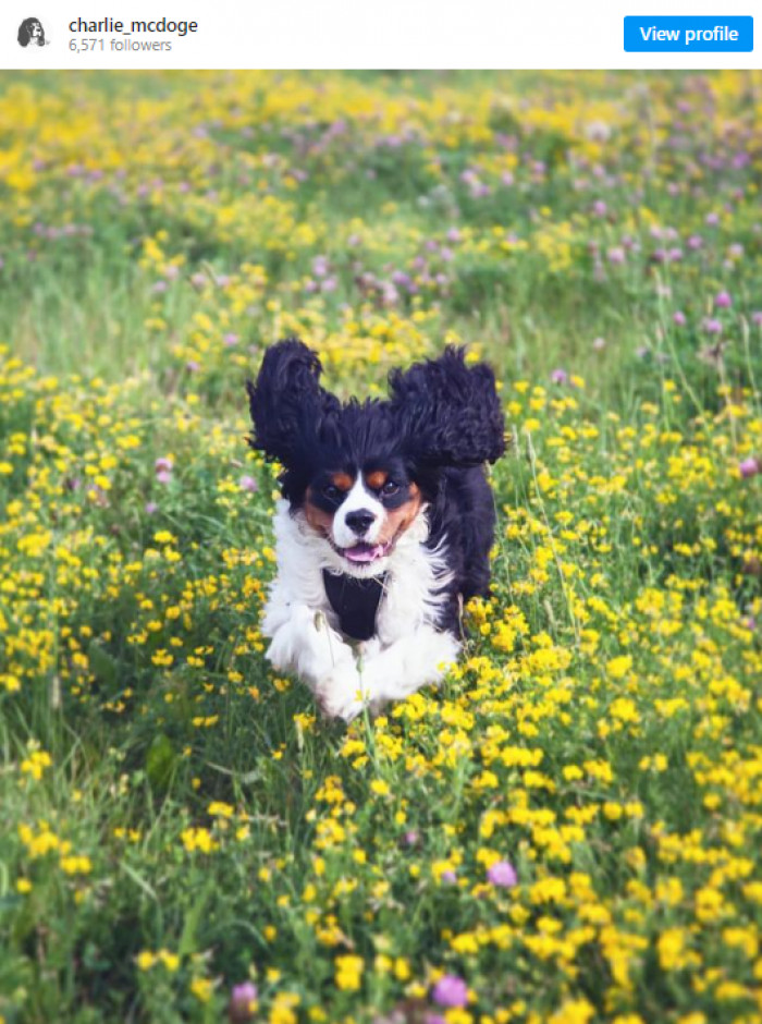 15. This magnificent canine is named Charlie.