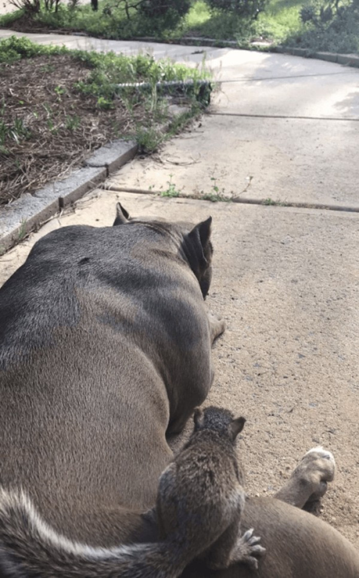 Everly has always been an affectionate and nurturing dog