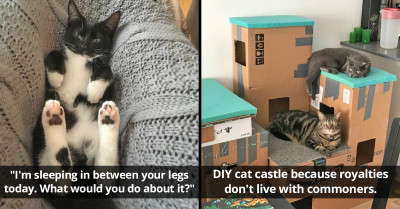 21 Spoiled Cats Living The Dream Life