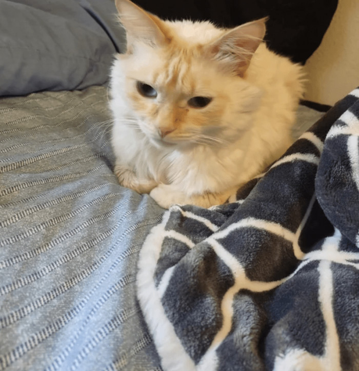 6. "Here is another version of 'I found this guy in my bed today. This is not my cat.'"