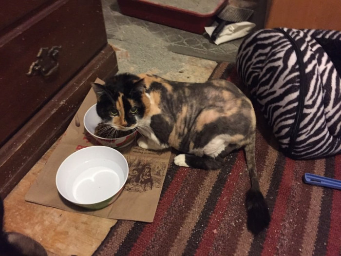 She will be cared for by a distant relative of her previous owner and will finally have a chance at a happy and healthy life.