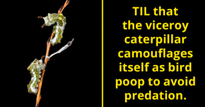 Meet The Viceroy Caterpillar, A Wise Creature That Camouflages Itself As Bird Poop To Avoid Being Eaten