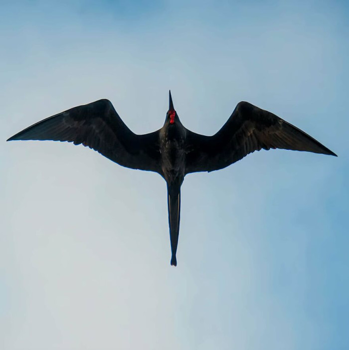 The Magnificent Frigatebird (Fregata Magnificens)