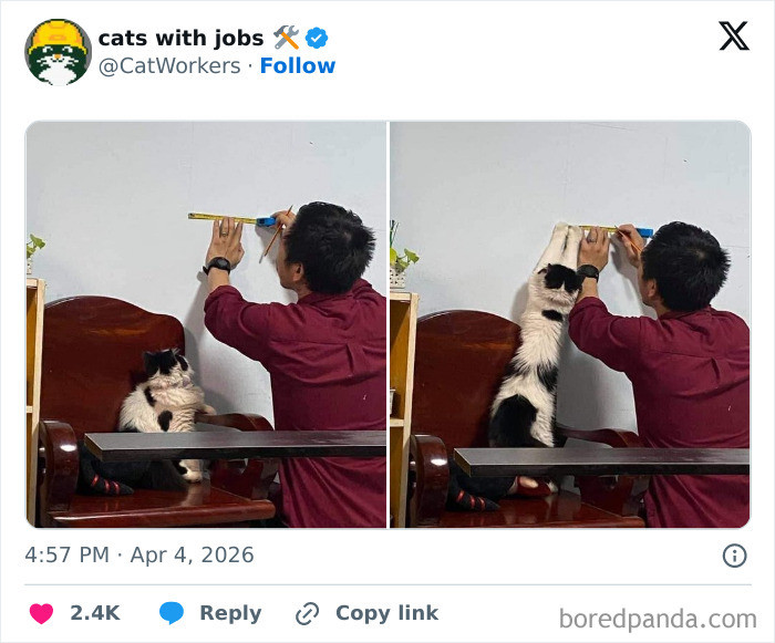 Cat “parcel checker” sitting by a door, monitoring deliveries and parcels