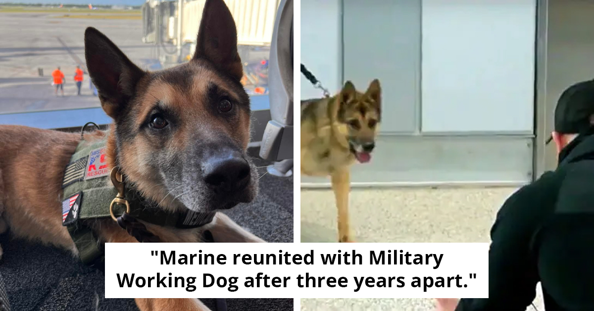 Marine Handler Reunites With K9 Enzo After Three Years