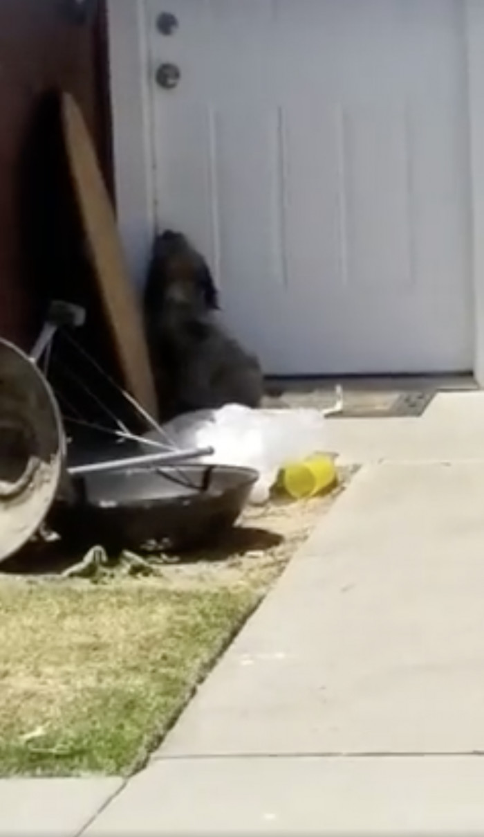 The video went viral after social media users heard the dog's cry for help
