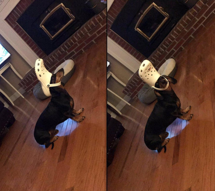 33. Play with crocs long enough and you become them