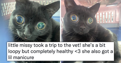 21 Tweets of Cats and Dogs Demonstrate Their Pawsitive Energy and Funny Nature