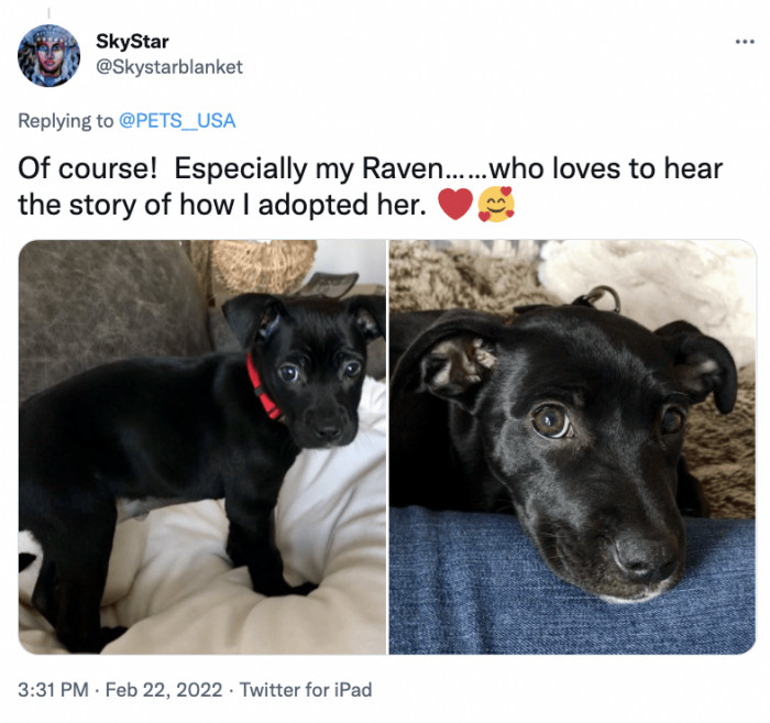 11. How I met my canine