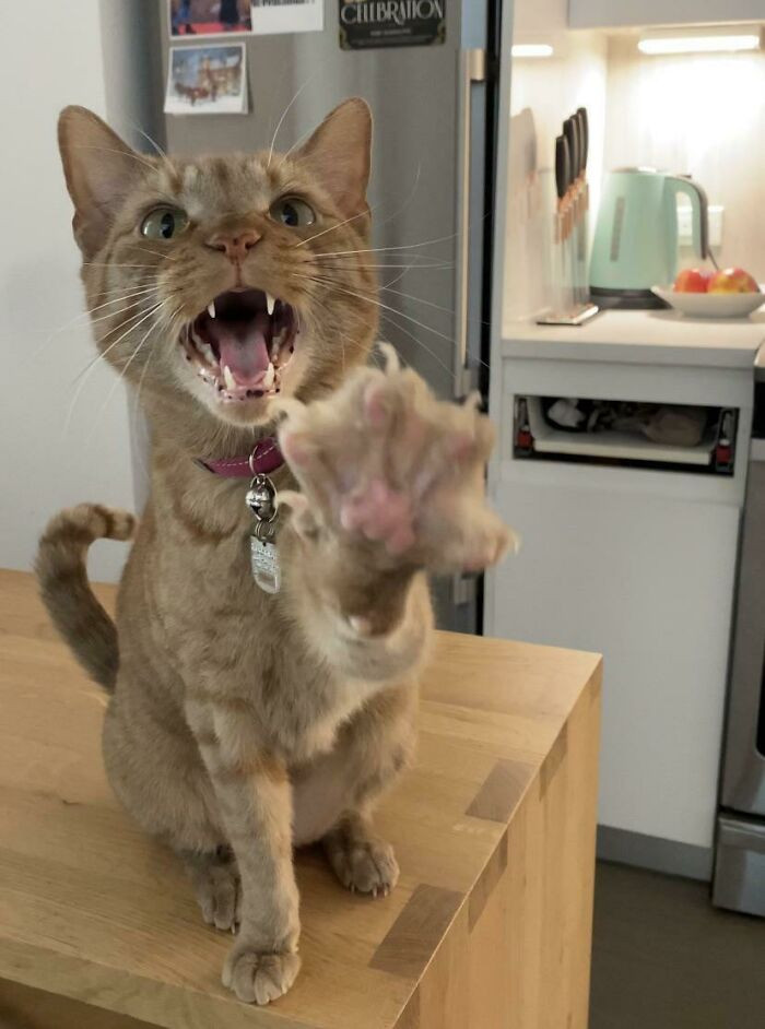 27. Screams coupled with beans is the perfect combination.