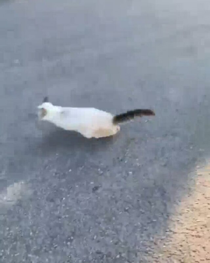 DeLeon rushed to the cat and yanked the evil chip bag from the furball's head.