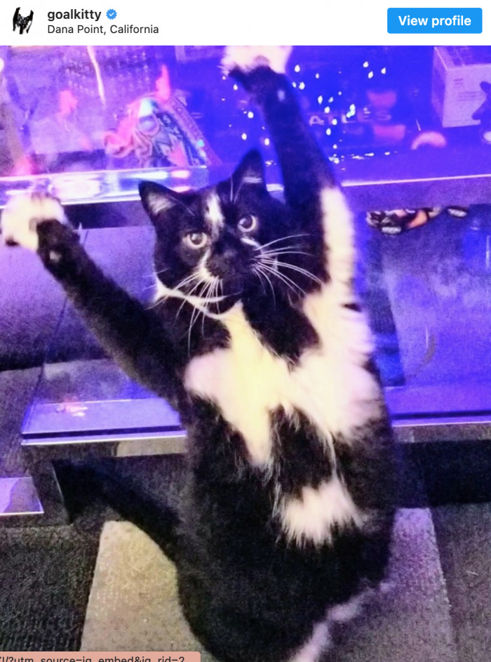 1. See? Even Goal Kitty wants to join the fun!