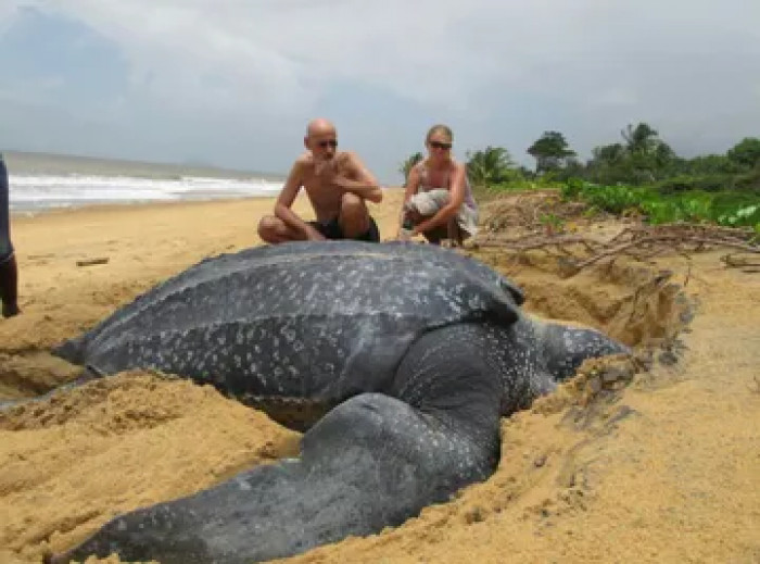 The leatherback turtles are usually solitary creatures that spend most of their time swimming across the ocean