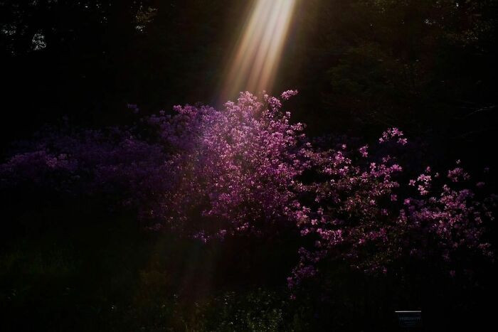 21. When the light is focused on nature and its beauty