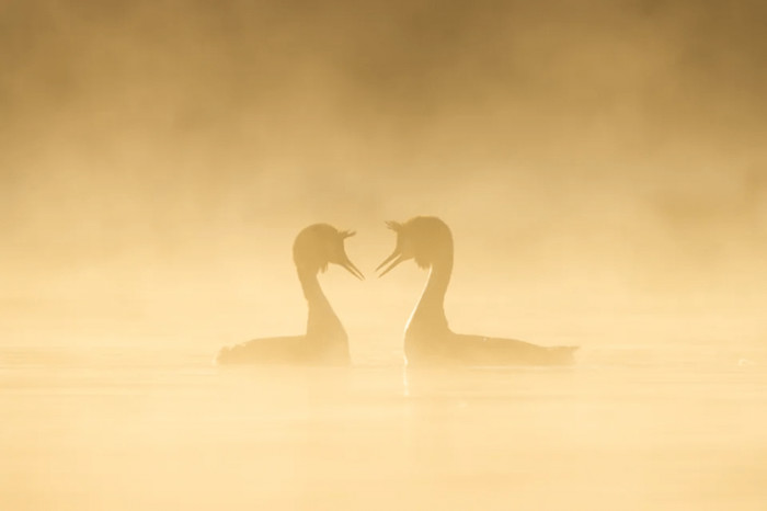 5. Love is all you need.