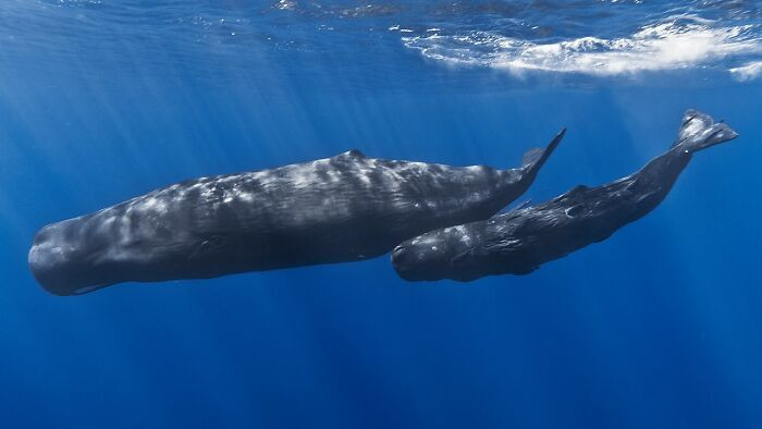 1. Sperm Whales