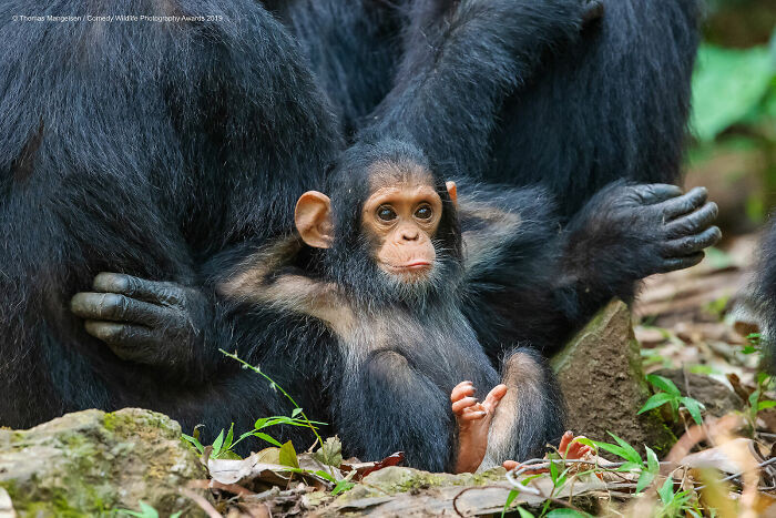 Laid Back By Tom Mangelsen