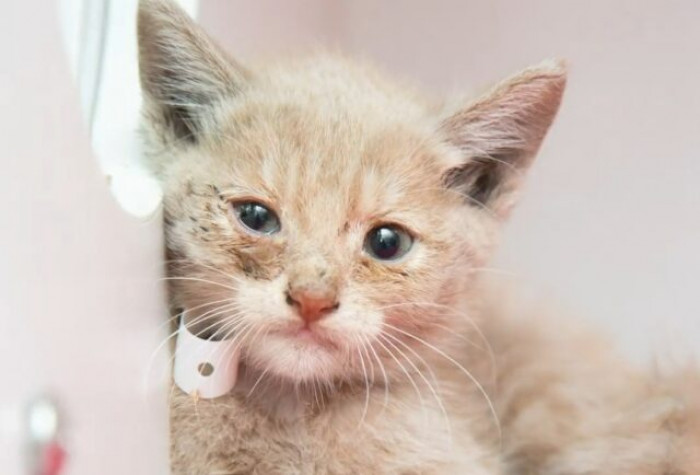 This is one fortunate kitty