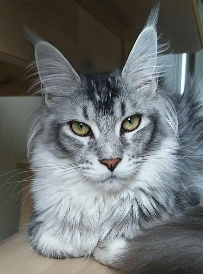 What patterns can gray Maine Coons have?