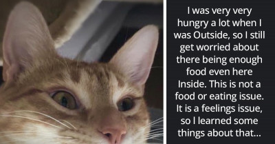 Rescued Cat Takes Over Twitter Account To Explain Why Cats Like Him Behave Differently