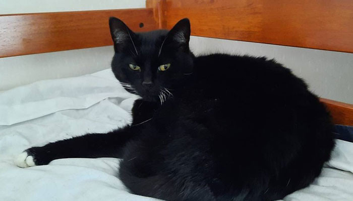 Many News Outlets Picked Up Coco and Oscar's Story to Share Worldwide.