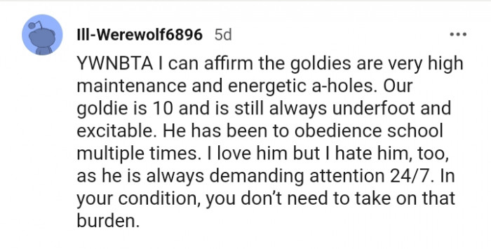 This dog has been to obedience schools multiple times