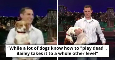 Dog Becomes Internet Sensation And Stuns The World With His Acting Skills