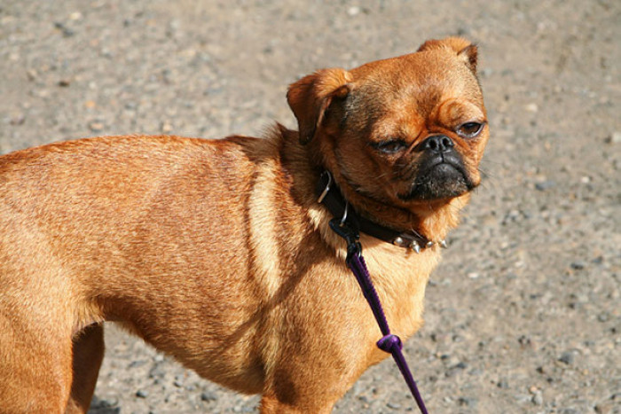 6. Chug, which is a Pug & Chihuahua Mixed Breed Dog