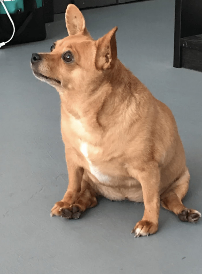 5. "Newly adopted..."