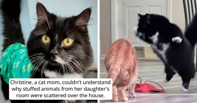 Munchkin The Cat Became An Internet Celebrity Thanks To His Toy Thieving & Box Wearing