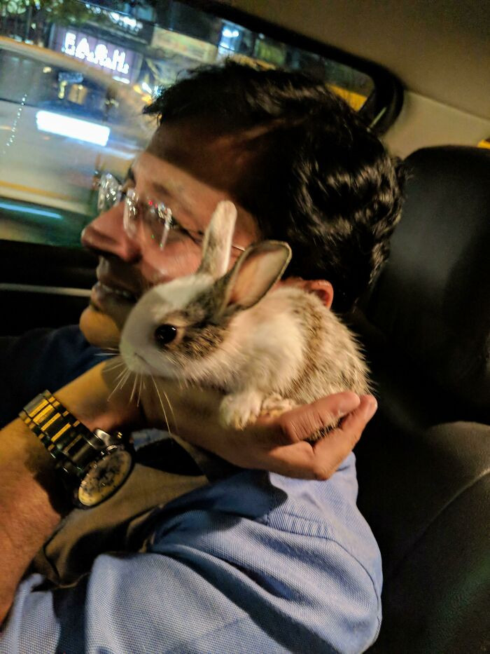 The “rabbit we didn’t need” is now Dad’s favorite travel buddy