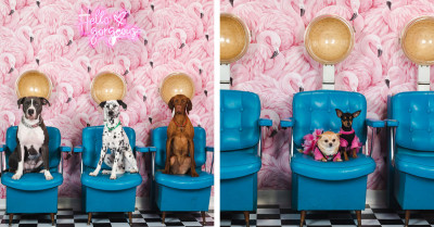 22 Wholesome and Hilarious Pictures of Pets Taken in a Photo Booth Set Up Solely for Animals