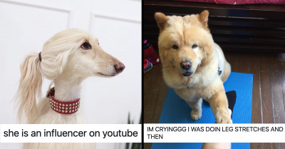 14 Seriously Cute Pictures Of Doggos That Will Have You Craving A Pet Of Your Own