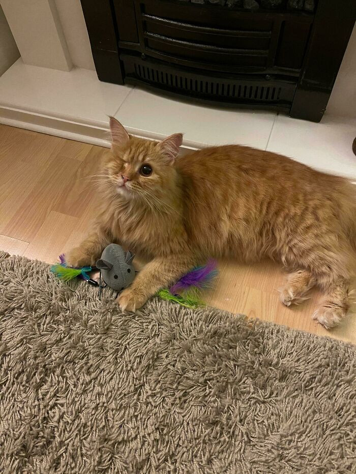 17. "Our little (one-eyed) rescue cat, Rosie!"