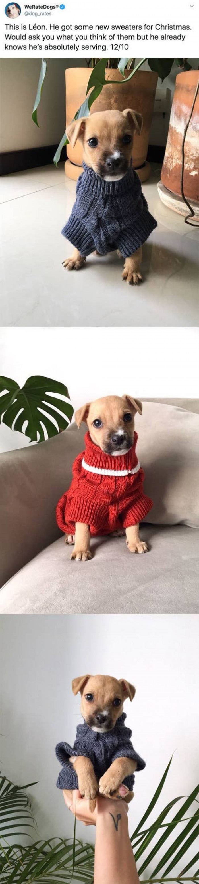 5. Léon's sweater collection is so cool!