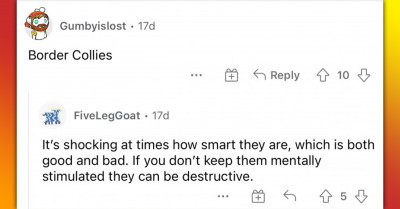 Reddit User Asks Which Dog Breed People Think Is Best And Gets Some Pretty Clever Answers