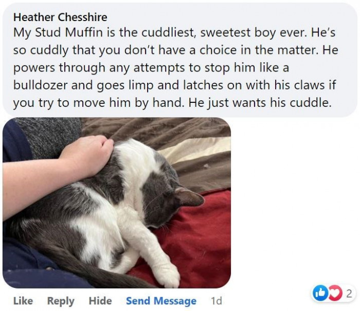 4. Nothing can stop this cat from getting his cuddles.