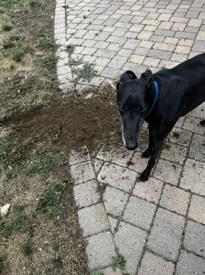 11. "I saw a sweet rodent trying to hide from me."