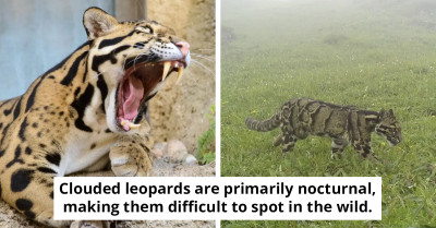 Elusive Clouded Leopard Spotted In High Altitude Himalayan Forest