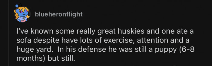 Huskies might act out despite getting enough stimulation.